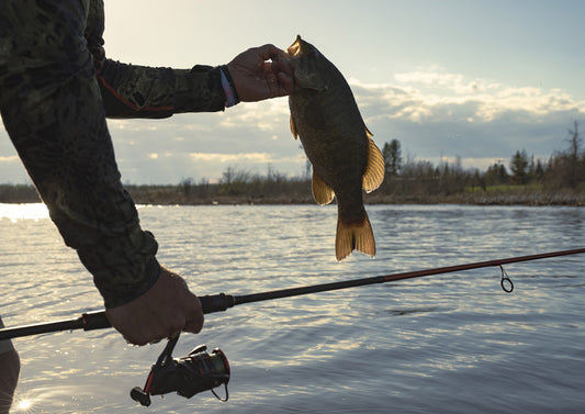 The differences of smallmouth vs largemouth bass