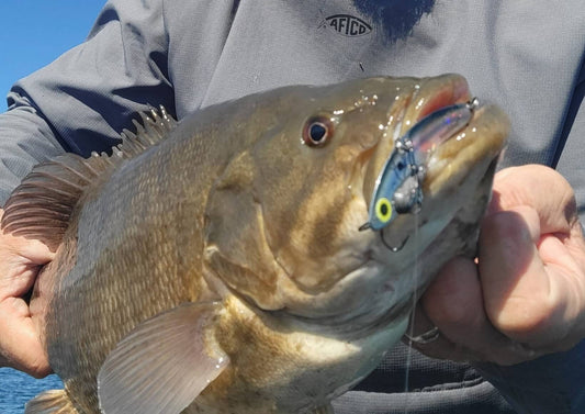 Bass caught using a SteelShad fishing lure