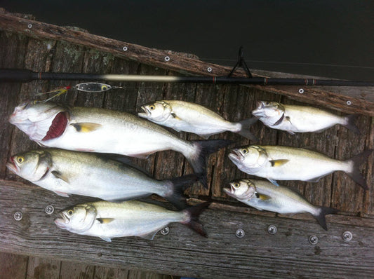 Why The Bad Rap On Bluefish?