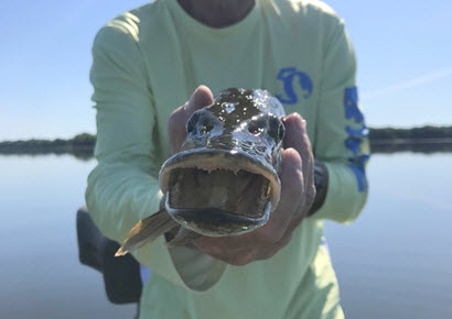 Toothy Critters: Handling is the Key