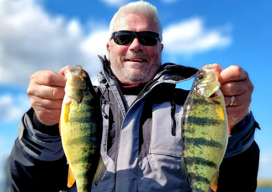 Spring Yellow Perch caught fishing in shallow water