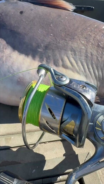 Catching a 35-Pound Blue Catfish with the KastKing Kapstan Elite Spinning Reel!